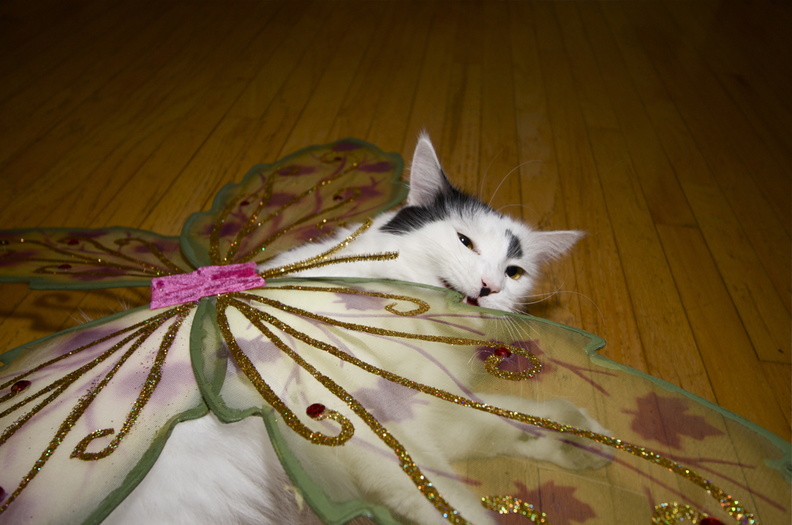 Jackie: Screw it. I bet this glitter will make my litter box glow in the dark. halloween0915.jpg
